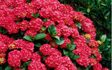 20 Seeds Per Pack Hydrangea Flower Seeds - 5 Colors Available