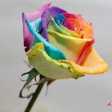 150 Seeds Per Pack - Holland Rainbow Rose