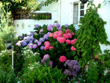 20 Seeds Per Pack Hydrangea Flower Seeds - 5 Colors Available