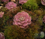 40 Seeds Per Pack - Lithops Pseudotruncatella