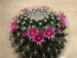 40 Seeds Per Pack -  Echinopsis cacti