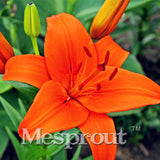 100 Seeds Per Pack - 20 Colors Lily Seeds By Mesprout