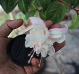 40 Seeds Per Pack - Fuchsia Seed Pods