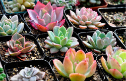 40 Seeds Per Pack - Raw Stone Flower Seeds